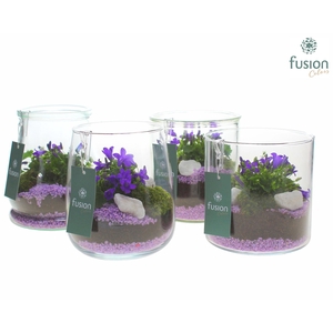 Glas mix Druppel, Julia, Dirk en Lucille met Campanula 24uur levertijd