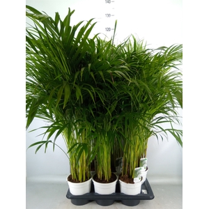 Dypsis lutescens   ...Chrysalidoca