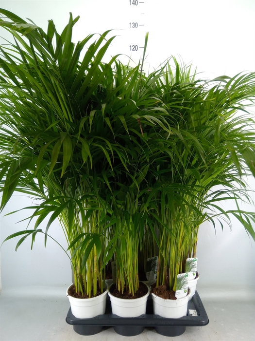 <h4>Dypsis lutescens   ...Chrysalidoca</h4>