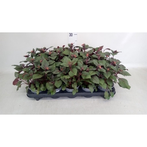 Fuchsia magellanica 'Corallina'
