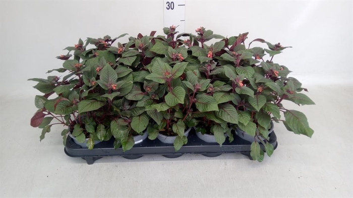 <h4>Fuchsia magellanica 'Corallina'</h4>