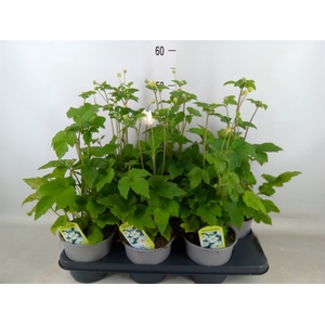Anemone hybrida 'Honorine Jobert'