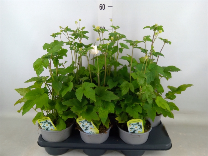 <h4>Anemone hybrida 'Honorine Jobert'</h4>