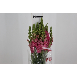 BOCA DE LEAO POTOMAC PINK EARLY 080