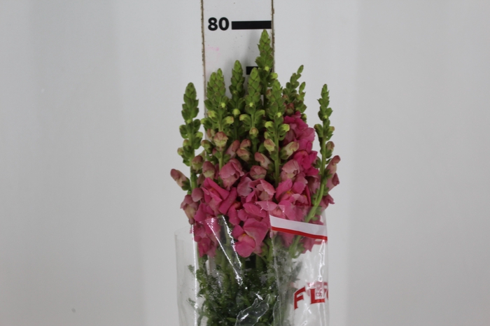 <h4>BOCA DE LEAO POTOMAC PINK EARLY 080</h4>