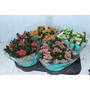 KALANCHOE DOBRADO C21