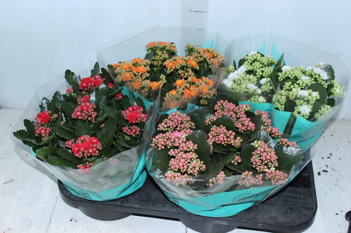 <h4>KALANCHOE DOBRADO C21</h4>