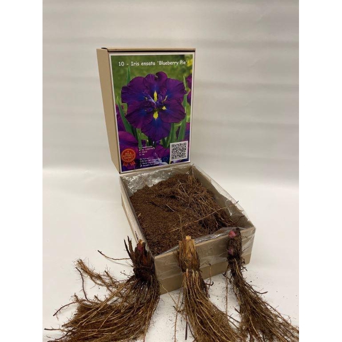 <h4>BOLBLOEMEN OV</h4>