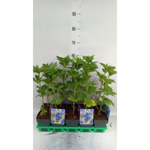 Aconitum carmichaelii