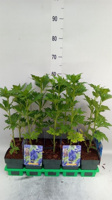 <h4>Aconitum carmichaelii</h4>