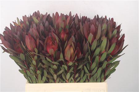 <h4>Leucad Saf Sunset</h4>