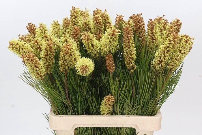 <h4>Grevillea Spiderman</h4>