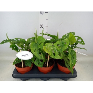 Monstera obliqua 'Leichtlinii'