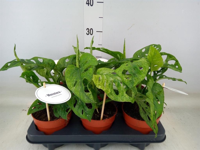 <h4>Monstera obliqua 'Leichtlinii'</h4>
