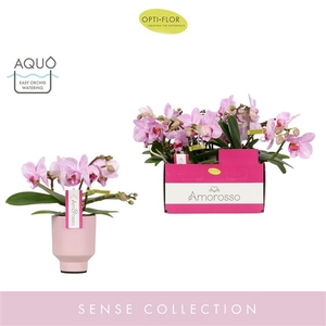 Phalaenopsis Multifloratypes overig roze