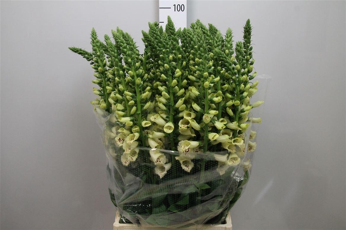 <h4>Digi Camelot Cream</h4>