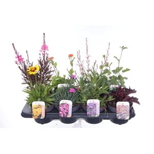 Vaste planten mix in tray