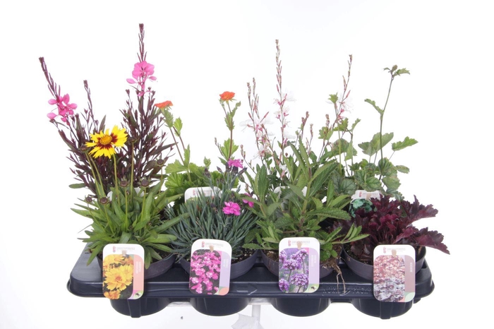 <h4>Vaste planten mix in tray</h4>