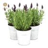 Lavandula st. 'Anouk'® Collection P10,5 in Zinc Old-Look