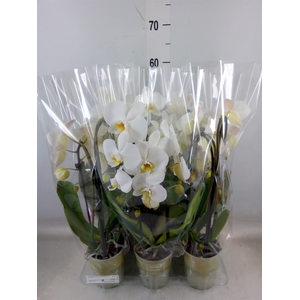 Phalaenopsis  'Elegant Cascade'