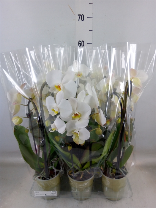 <h4>Phalaenopsis  'Elegant Cascade'</h4>