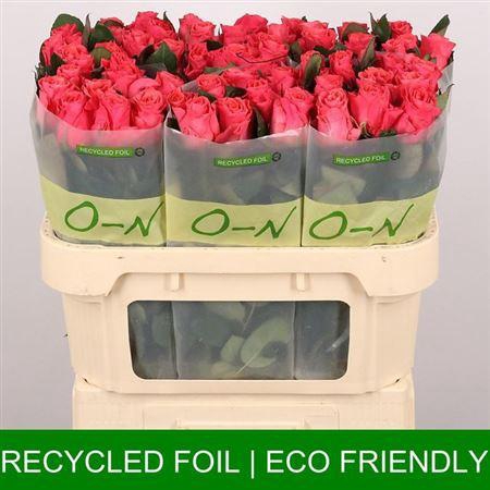 <h4>R Gr Pink Tacazzi+</h4>