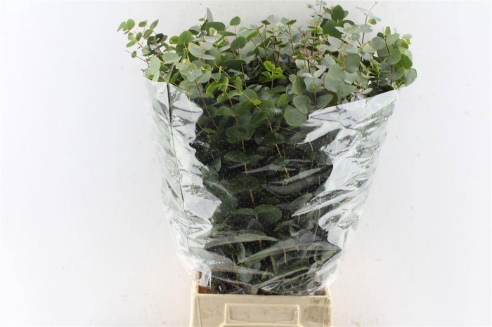 <h4>EUC CINEREA PER BOS</h4>