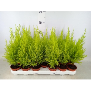 Cupressus macro. 'Goldcrest Wilma'