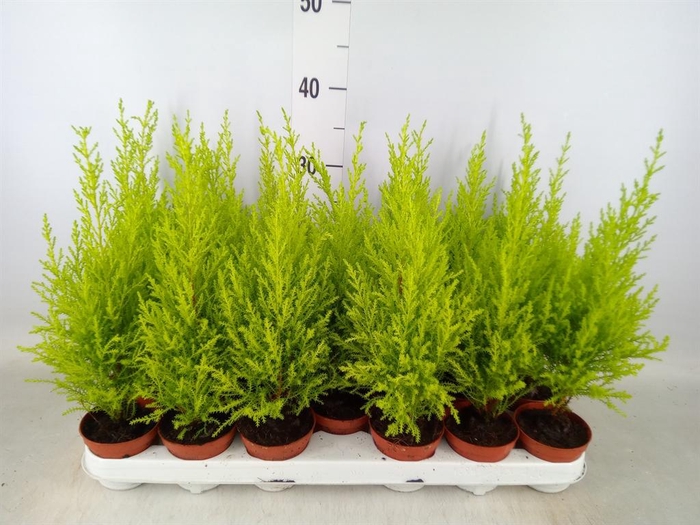 <h4>Cupressus macro. 'Goldcrest Wilma'</h4>