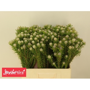 LEUCAD L AY JA PE VT