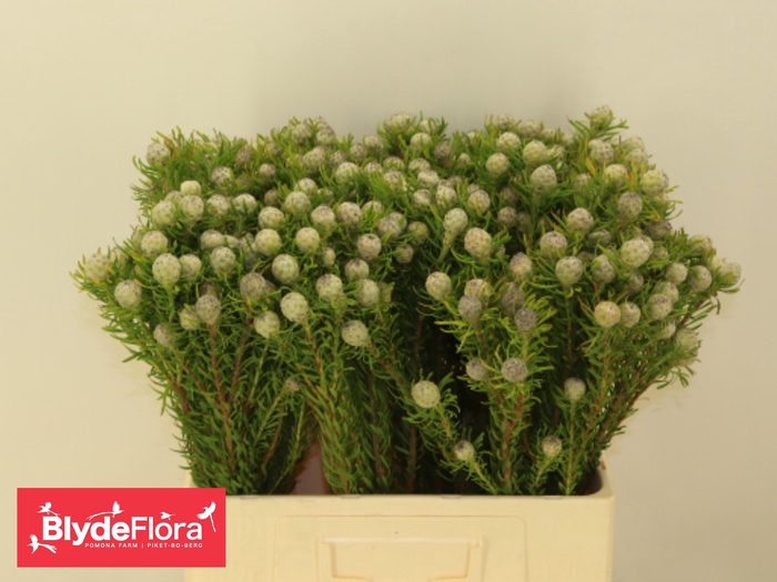 <h4>LEUCAD L AY JA PE VT</h4>