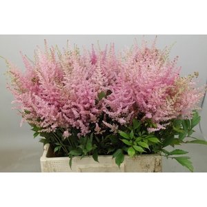 Astilbe Erika