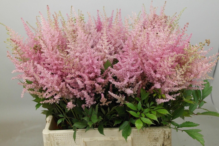 <h4>Astilbe Erika</h4>