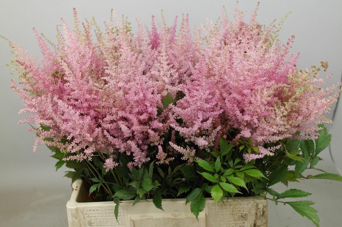 <h4>Astilbe Erika</h4>