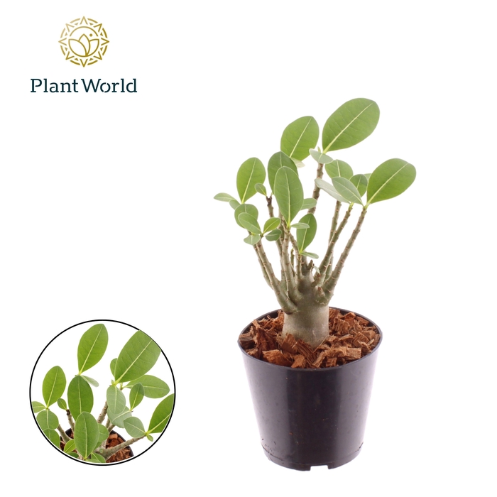 <h4>Adenium Obesum</h4>