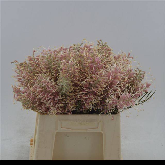 <h4>GREVI MISTY PINK</h4>