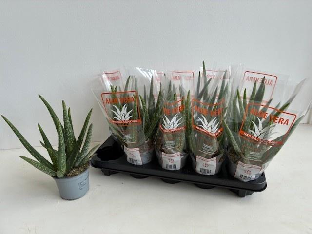 <h4>Aloe Vera</h4>