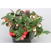 Gaultheria proc.