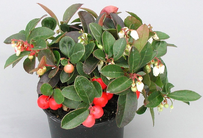 Gaultheria proc.