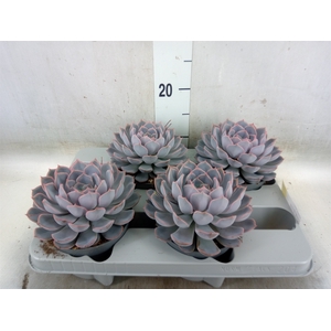 Echeveria  'Orion'