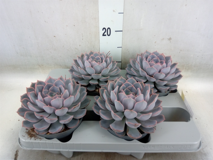 <h4>Echeveria  'Orion'</h4>