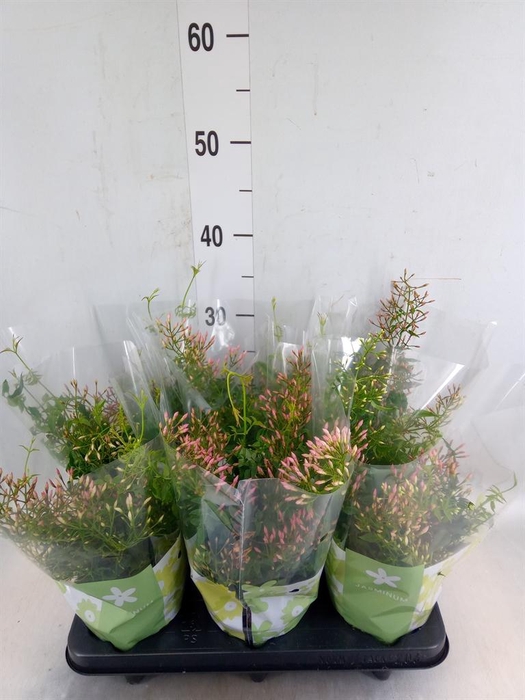 <h4>Jasminum polyanthum</h4>