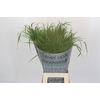 Panicum Fountain