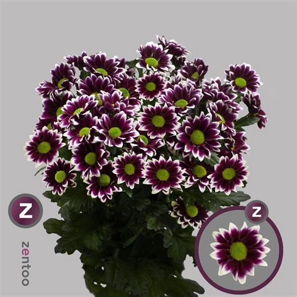 <h4>CHR T HAYDAR</h4>