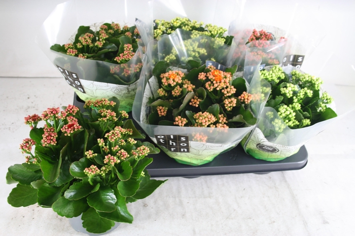 <h4>KALAN CALAN MIX P15</h4>