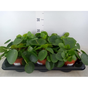 Pilea peperomioides
