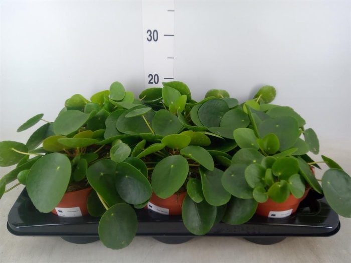 <h4>Pilea peperomioides</h4>