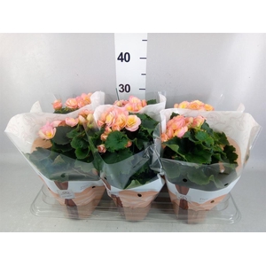 Begonia elat. DU 'Hailey Sunset'