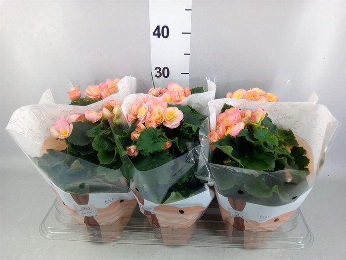 <h4>Begonia elat. DU 'Hailey Sunset'</h4>