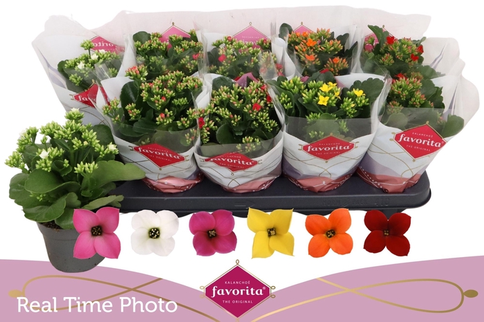 <h4>KAL EN GEM 6 KL</h4>